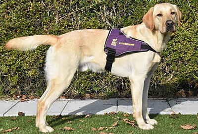 © Fondation romande pour chiens guides d?aveugles